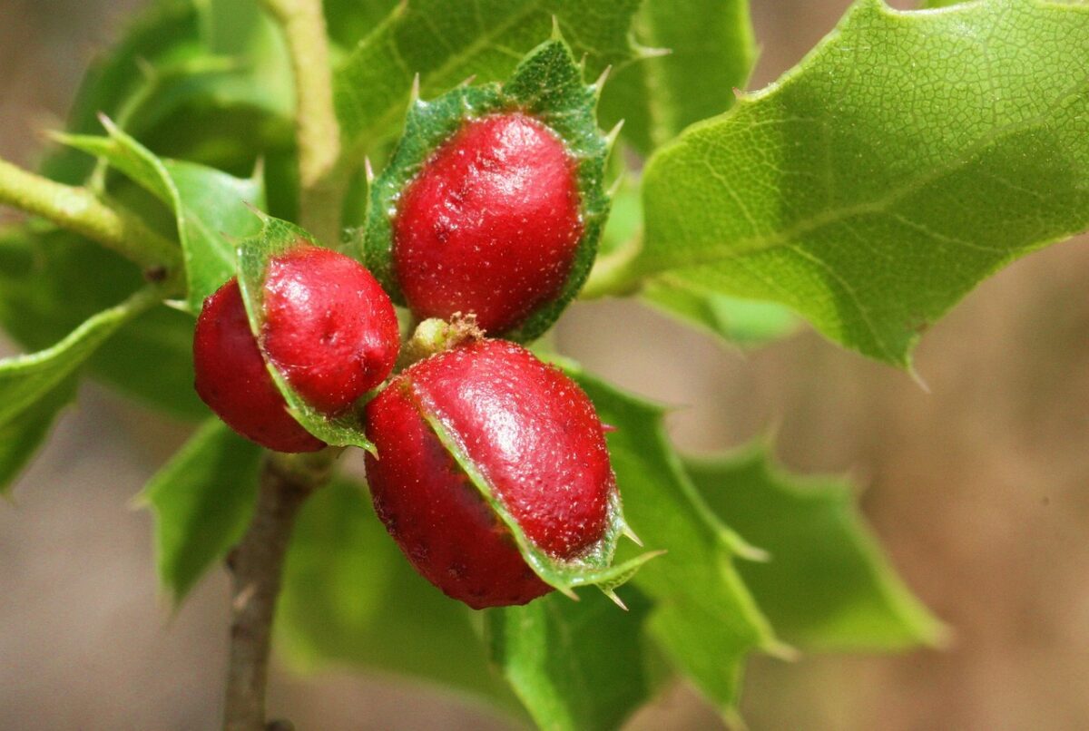 Cocciniglia