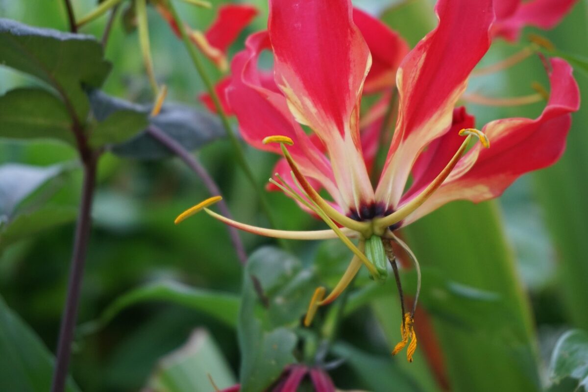 Columnea, Gloriosa Columnea, Gloriosa