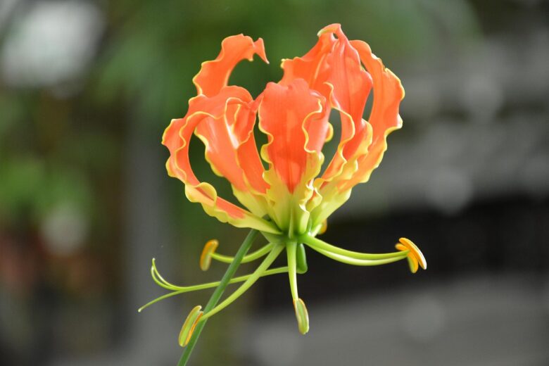 Columnea, Gloriosa