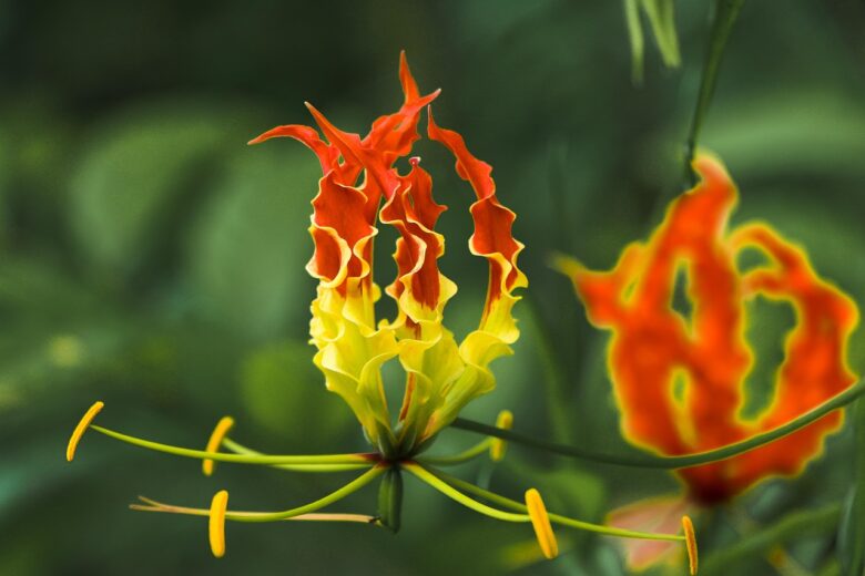 Columnea, Gloriosa