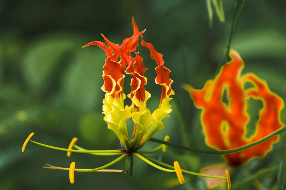 Columnea, Gloriosa Columnea, Gloriosa