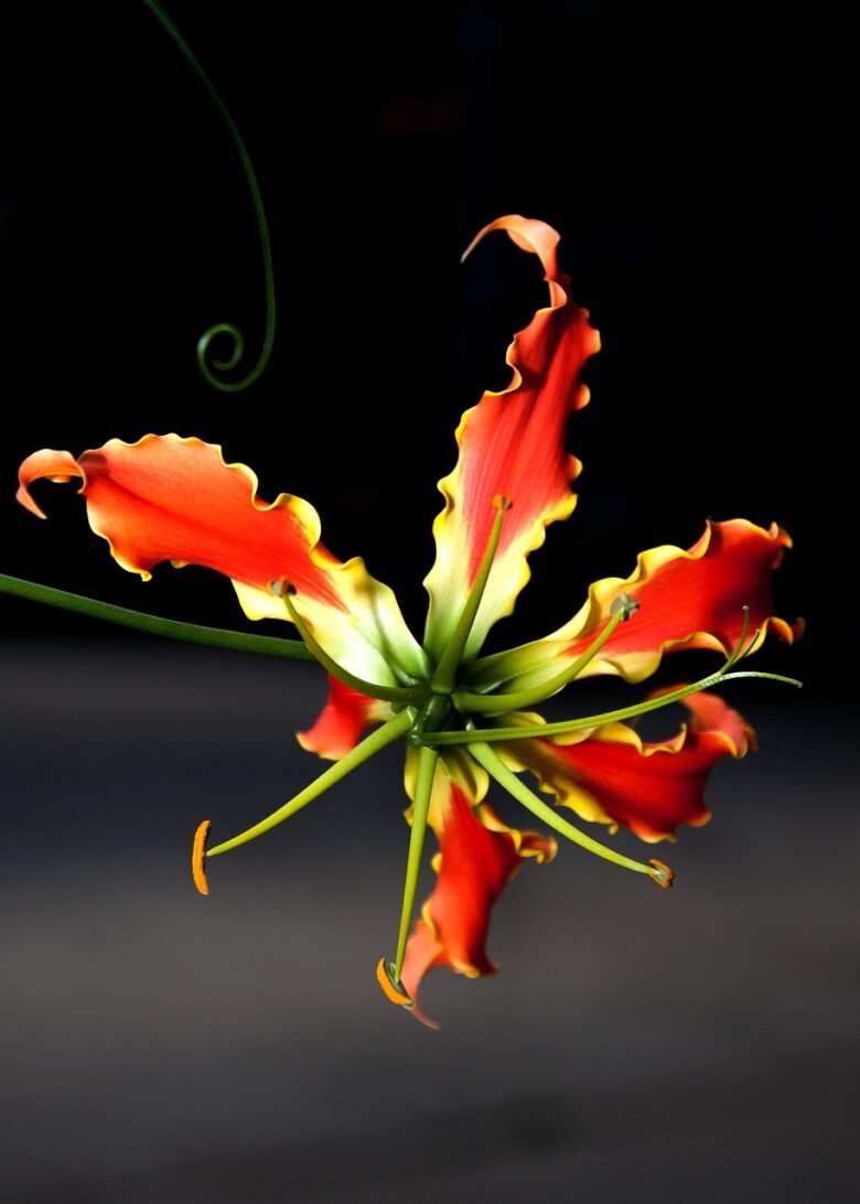 Columnea, Gloriosa