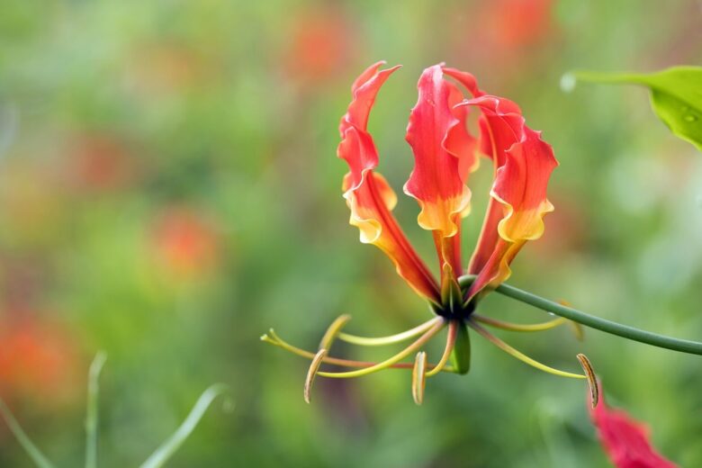 Columnea, Gloriosa