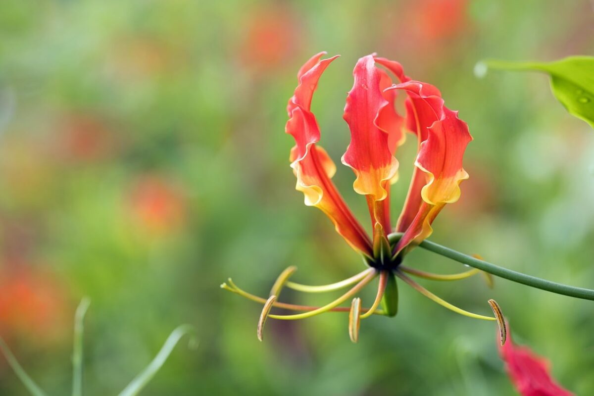 Columnea, Gloriosa Columnea, Gloriosa
