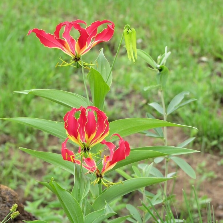 Columnea, Gloriosa