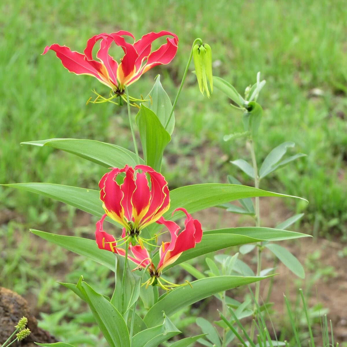 Columnea, Gloriosa Columnea, Gloriosa