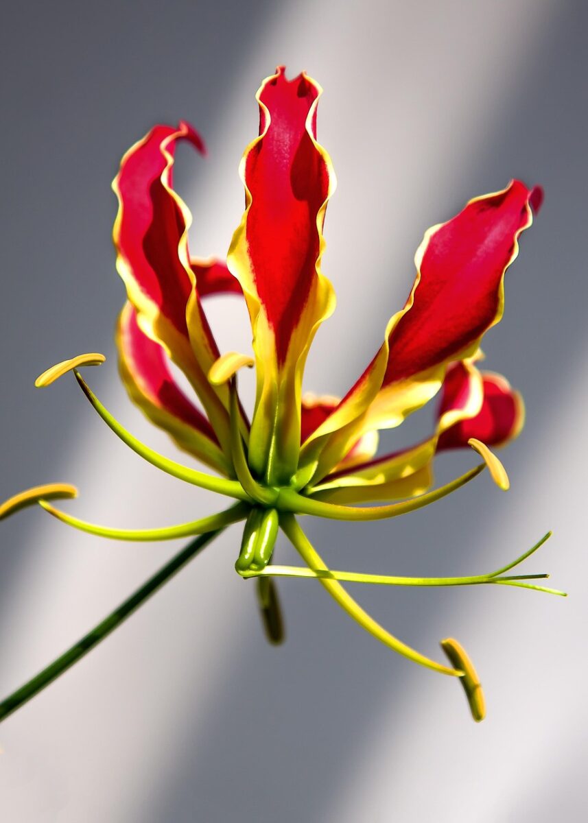 Columnea, Gloriosa Columnea, Gloriosa