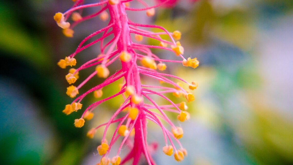 Columnea, Gloriosa Columnea, Gloriosa