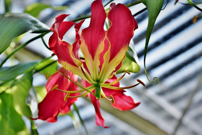 Columnea, Gloriosa