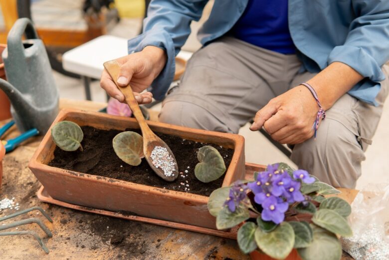 Person,Adding,Granular,Fertilizer,To,Soil,With,African,Violet,Leaves