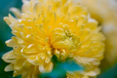 Se scegli le piante giuste a Settembre puoi avere un giardino ancora pieno di colori