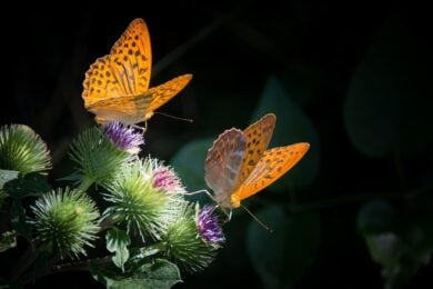 Sempre più farfalle stanno comparendo dove prima non c’erano: il motivo preoccupa