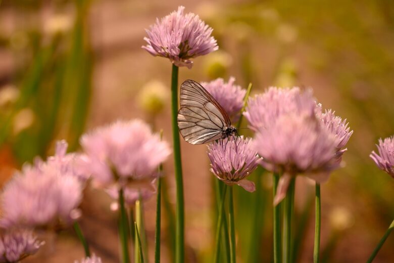 Farfalla