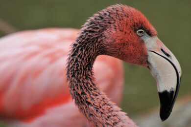 È nato il primo fiocco rosa nelle Saline di Trapani: un traguardo storico per la biodiversità
