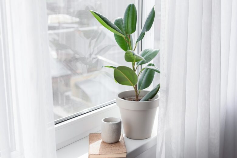 Green,Houseplant,,Book,And,Candle,On,Window,Sill