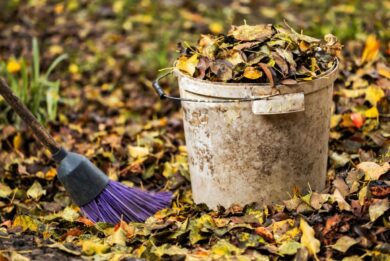 Prima di raccogliere le foglie cadute, guarda dove sono: in questi punti proteggono il giardino
