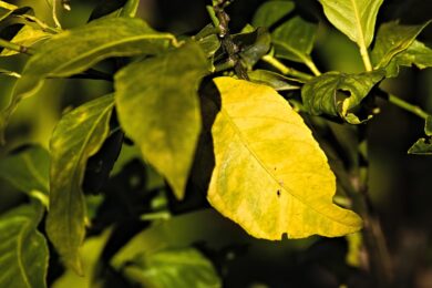 Fumaggine parassita delle piante: cos’è rimedi