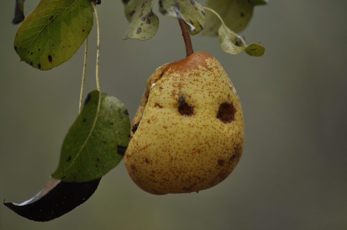 Ticchiolatura macchie nere su foglie e frutti