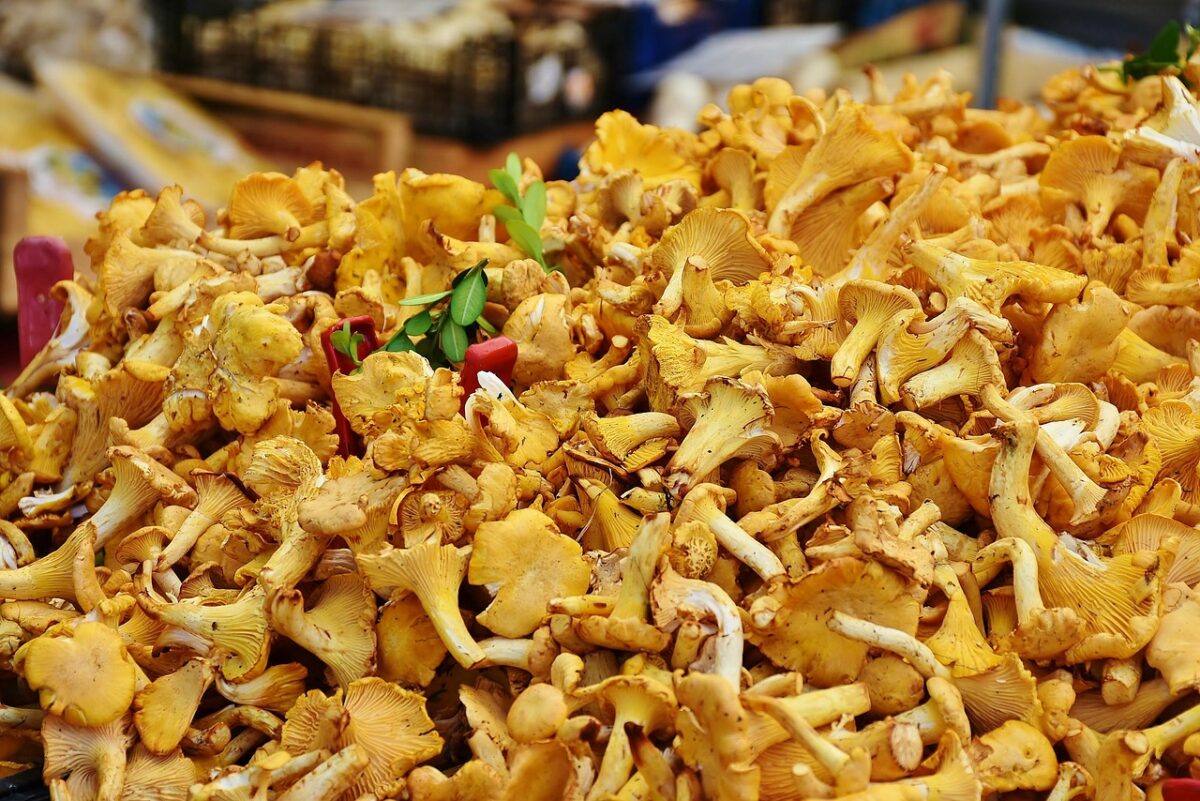 Grifola frondosa sott’olio