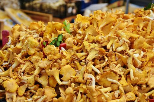 Grifola frondosa sott’olio
