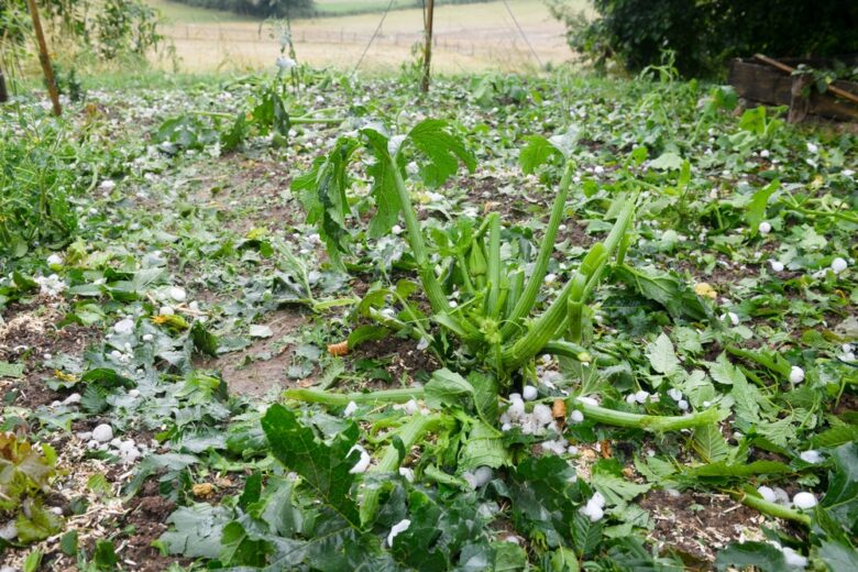 A,Hailstorm,Damaged,All,The,Crops,In,The,Vegetable,Garden