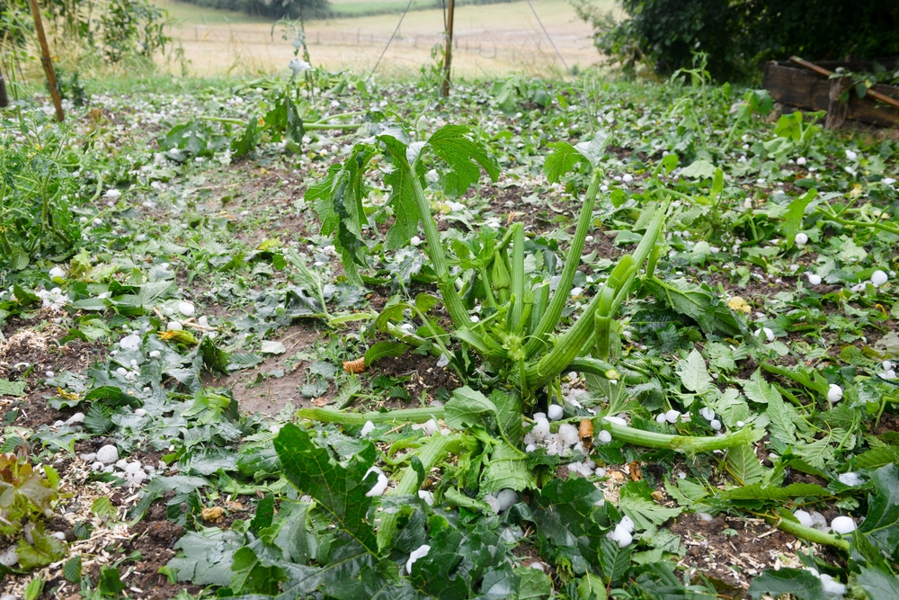 A,Hailstorm,Damaged,All,The,Crops,In,The,Vegetable,Garden A,Hailstorm,Damaged,All,The,Crops,In,The,Vegetable,Garden