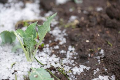 Dopo una grandinata non aspettare: solo così puoi aiutare le piante a riprendersi
