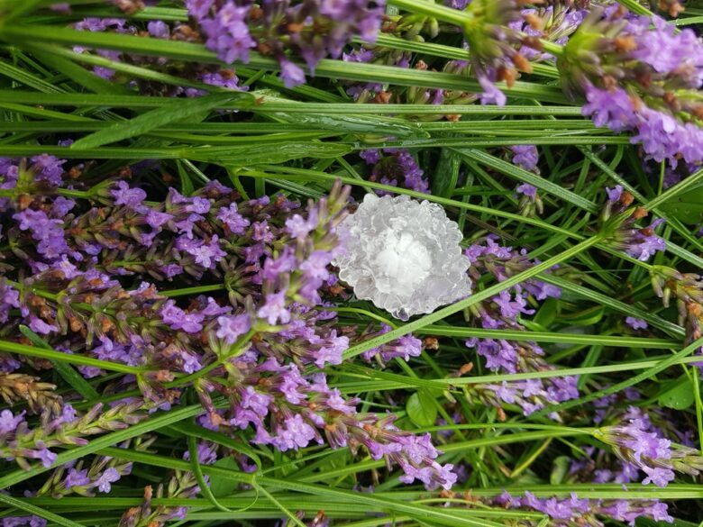 Summer,Hail,Hit,The,Lavandula,Bloom