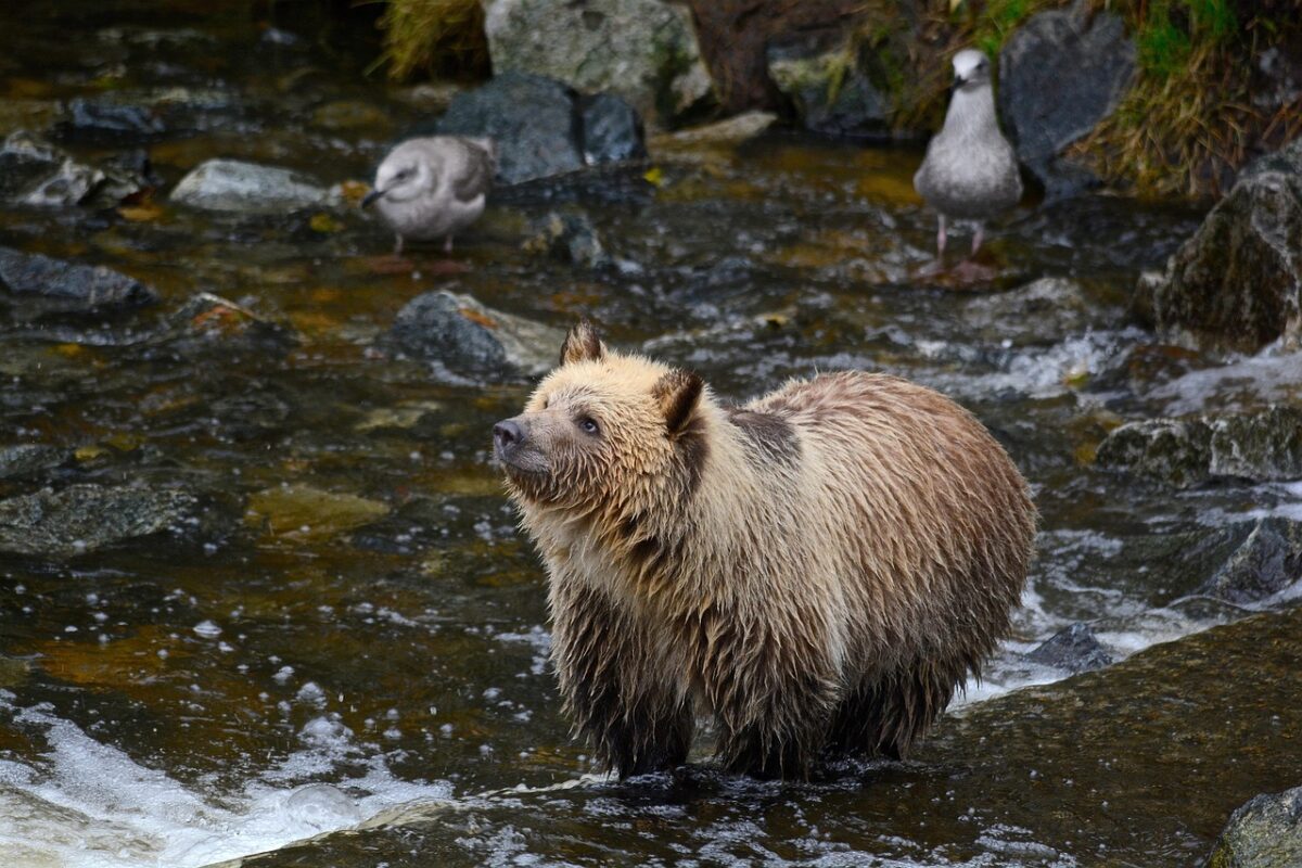 Grizzly