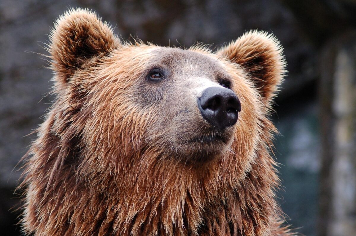 Grizzly