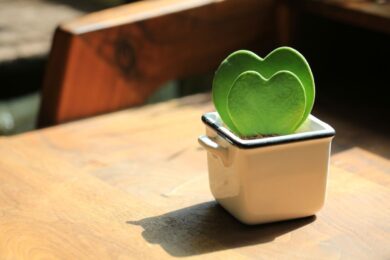 Due piante a forma di cuore che conquistano al primo sguardo e durano molto più di un mazzo di fiori