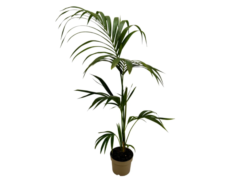 kentia