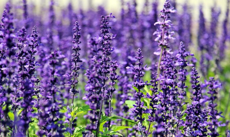 Lavanda, E