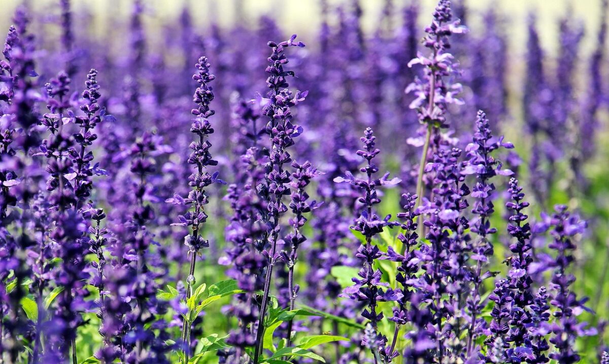 Lavanda, E Lavanda, E