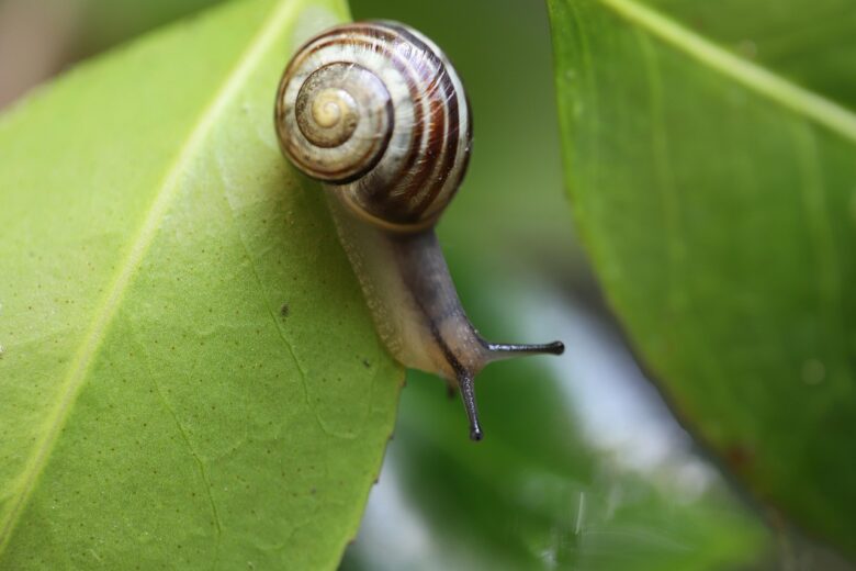 Lumaca