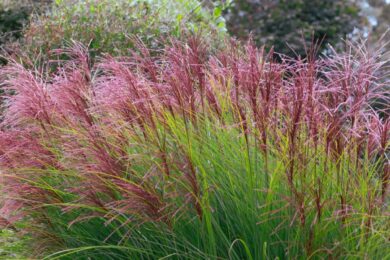 Addio giardino impegnativo: queste piante fanno scena senza chiedere quasi nulla