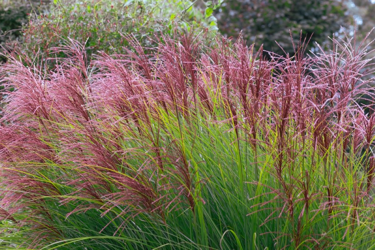 Addio giardino impegnativo: queste piante fanno scena senza chiedere quasi nulla