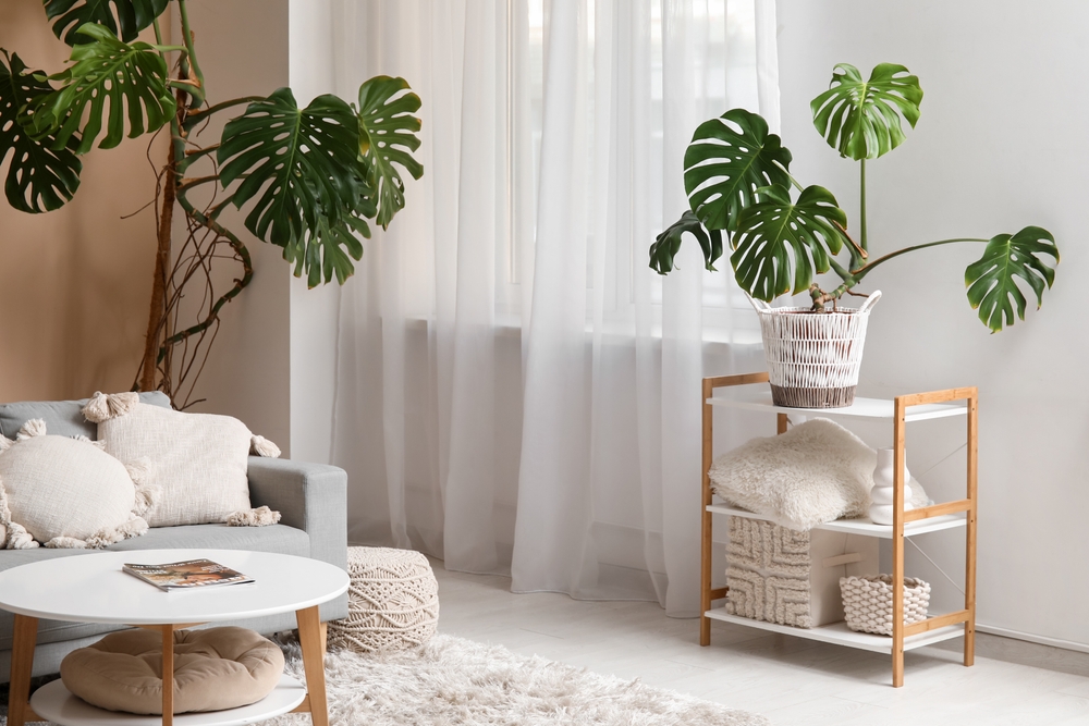 Monstera,Houseplants,,Sofa,,Coffee,Table,And,Shelving,Unit,Near,Window Monstera,Houseplants,,Sofa,,Coffee,Table,And,Shelving,Unit,Near,Window