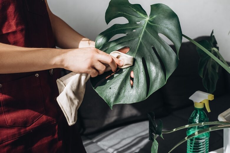 Close-up,Of,Female,Hands,Rub,And,Wipe,Dust,Off,Leaves