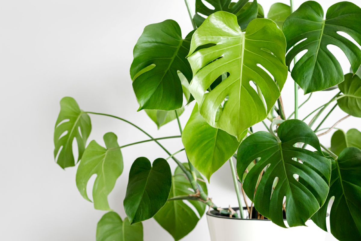 Non serve comprare un’altra Monstera: il trucco per far esplodere quella che hai già