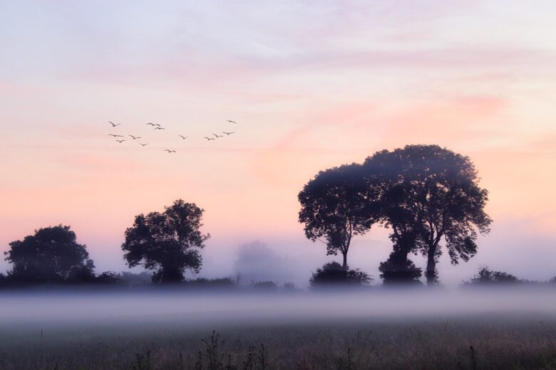 Nebbia
