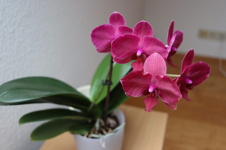 Orchidea