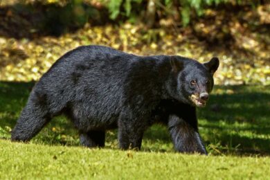 Il letargo degli orsi sta cambiando: e quello che fanno invece di dormire preoccupa gli esperti