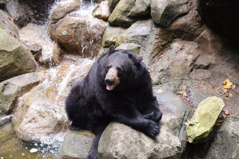 Orso, Nero