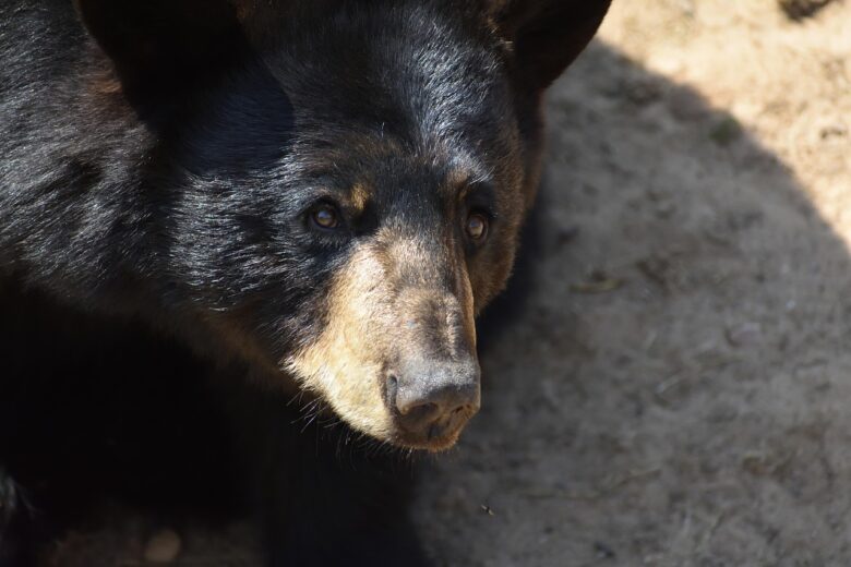 Orso, Nero