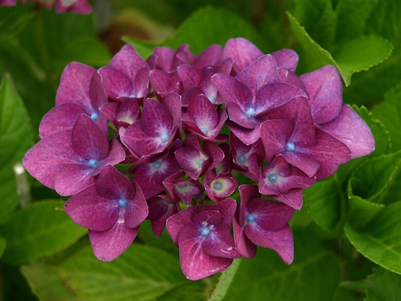 Ortensia