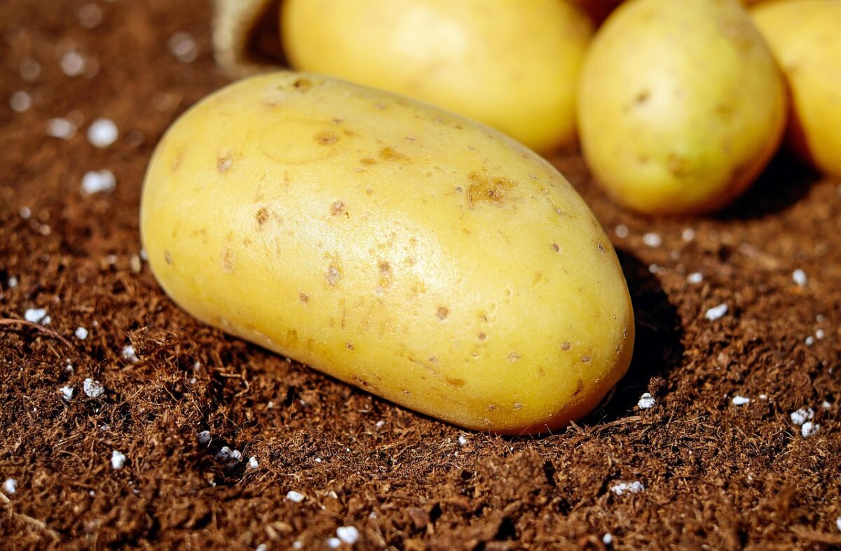 Patate Patate