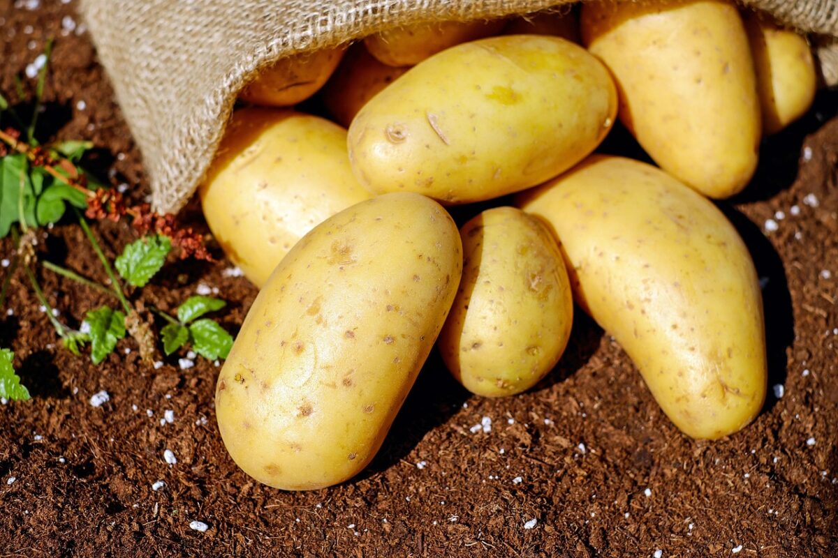 Patate a rischio in Francia: il caldo minaccia i raccolti