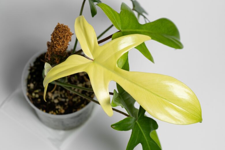 Philodendron,Florida,Ghost,New,Leaf,Close,Up.,Leaf,Colour,Change.