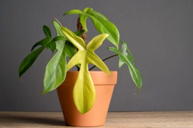 Sono Filodendri, ma non sembrano veri: le varietà più particolari da coltivare in casa